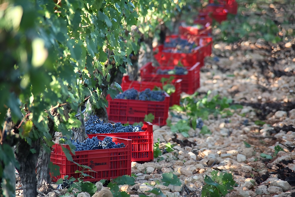 Bodega Mallorca Finca Biniagual