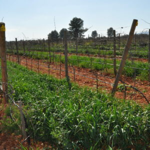 Opción 4-Premium Wine & Tour Experience Biniagual