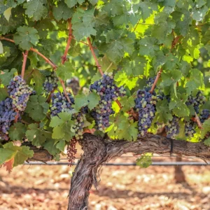 Opción 0-Finca Biniagual Memòries Experience