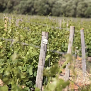 Opción 2 - Wine & Tour Experience Biniagual