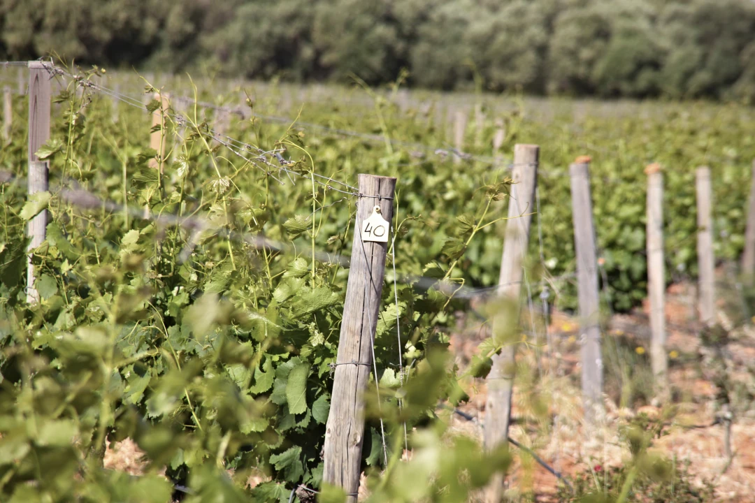 Opción 2 - Wine & Tour Experience Biniagual